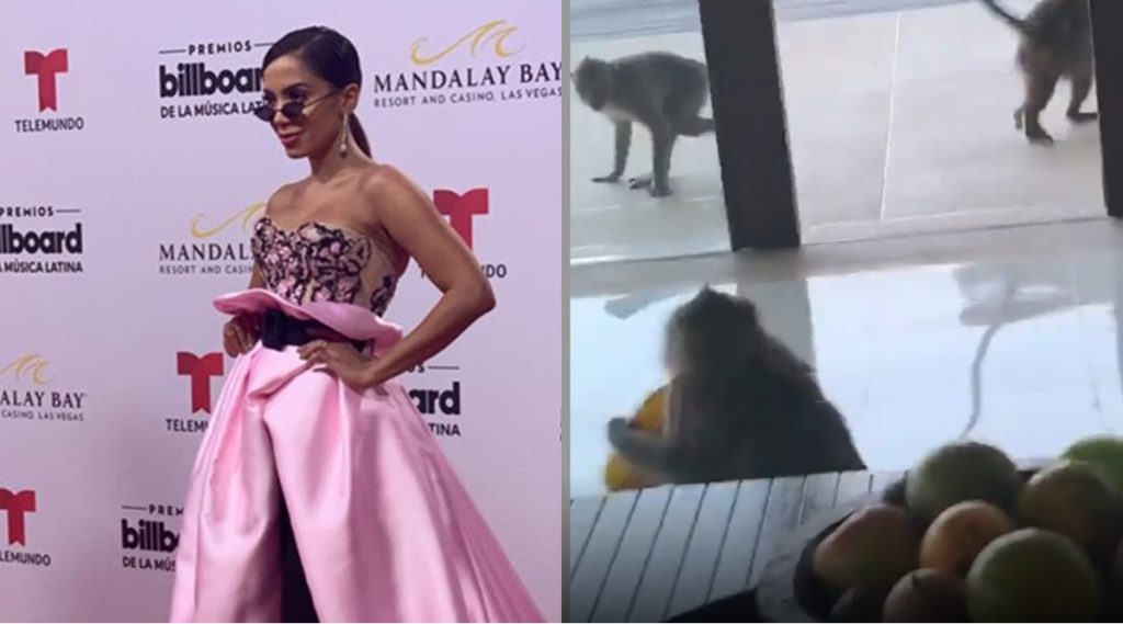 Anitta mostra macacos na janela do seu quarto